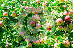 Ripe apples on tree branches. Red fruit and green leaves. Orchard