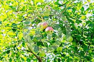 Ripe apples on tree branches. Red fruit and green leaves. Orchard