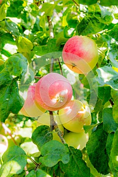 Ripe apples on tree branches. Red fruit and green leaves. Orchard