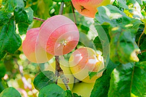 Ripe apples on tree branches. Red fruit and green leaves. Orchard