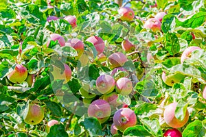 Ripe apples on tree branches. Red fruit and green leaves. Orchard