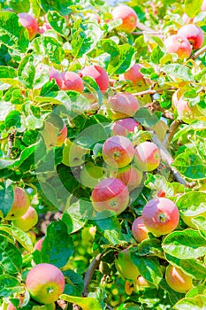 Ripe apples on tree branches. Red fruit and green leaves. Orchard