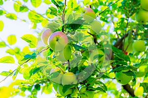 Ripe apples on tree branches. Red fruit and green leaves. Orchard