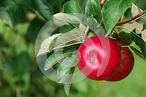 Ripe apples on tree, close up