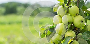 Ripe apples on a tree in a garden. Apple tree