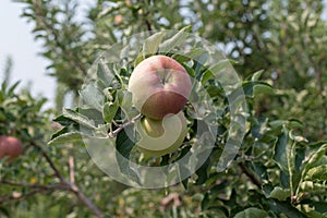 Ripe apples on the tree in late august