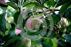 ripe apples on the tree after the rain