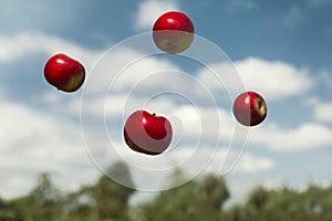 Ripe apples in zero gravity thrown into the air