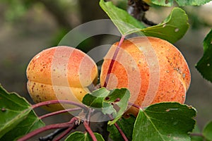 Ripe apricot on a branch