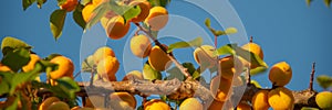 Ripe Apricot on a branch in the garden