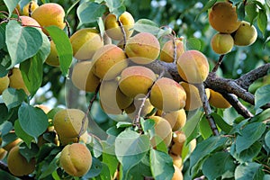 Ripe apricot fruits