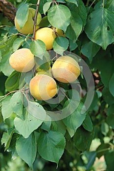 Ripe apricot fruits