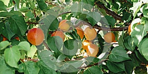 ripe apricots on an apricot tree, banner format