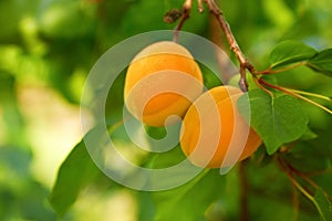 Ripe apricots on the branch