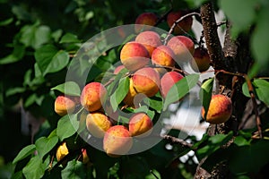 Ripe apricots on branch in the orchard at sunny summer day