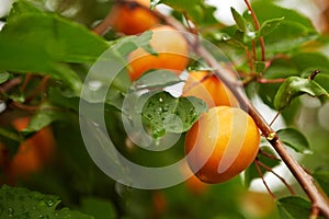 Ripe apricots on the branch