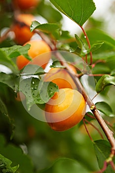 Ripe apricots on the branch