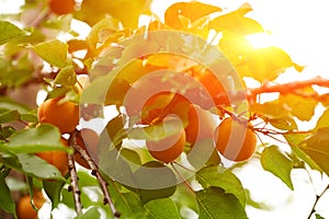 Ripe apricots on the branch