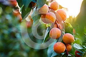 Ripe apricots branch in sunlight