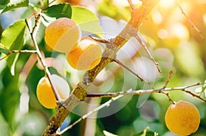Ripe apricots on a branch in the sunlight. Natural background