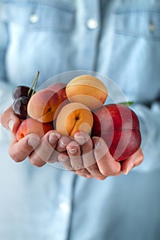 Ripe apricots, cherries and a large peach with leaves in the hands of a woman on a summer day