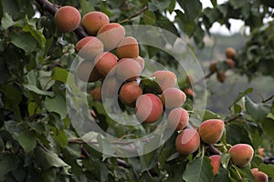 Ripe apricots growing on the apricot tree