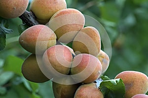 Ripe apricots growing on the apricot tree