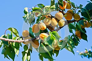 Ripe apricots growing on the apricot tree