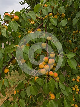 Ripe apricots. A large type of fruit.