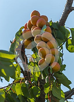 Ripe apricots. A large type of fruit.