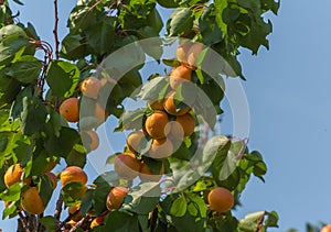 Ripe apricots. A large type of fruit.