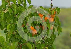 Ripe apricots. A large type of fruit.