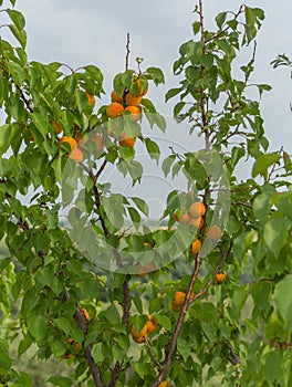 Ripe apricots. A large type of fruit.