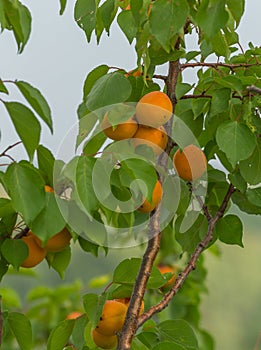 Ripe apricots. A large type of fruit.