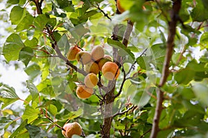 Ripe apricots ripe in tree garden, fresh fruit outdoors, agricultural harvest