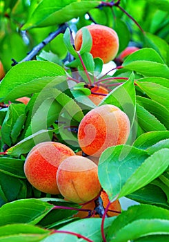 Ripe apricots ripen on an apricot tree