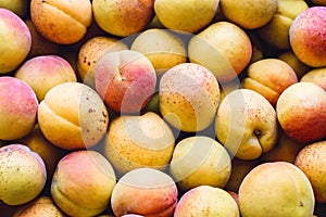 Ripe apricots in summer, background