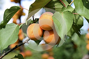 Ripe apricots on the tree branch.
