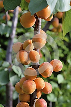 Ripe apricots on tree branch.
