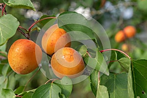 Ripe apricots on the tree in early summer