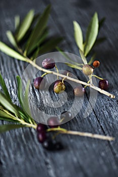 Ripe arbequina olives from Catalonia, Spain photo