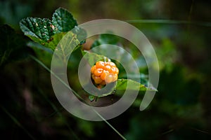 Ripe arctic cloudberry on Finnish swamp