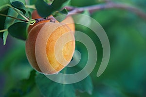 Ripe armenian plums