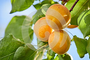 Ripe armenian plums