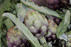 Ripe artichokes put up for sale