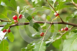 Ripe Autumn Olive Berries (Elaeagnus Umbellata)