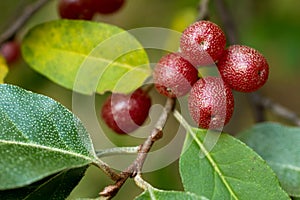 Ripe Autumn Olive Berries (Elaeagnus Umbellata)