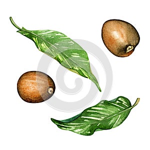 Ripe avocado drawing. Green avocado fruits, healthy nutritious natural food and watercolor illustrations of avocado