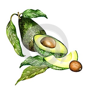 Ripe avocado drawing. Green avocado fruits, healthy nutritious natural food and watercolor illustrations of avocado