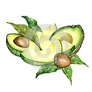Ripe avocado drawing. Green avocado fruits, healthy nutritious natural food and watercolor illustrations of avocado